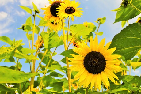 Sunflowers