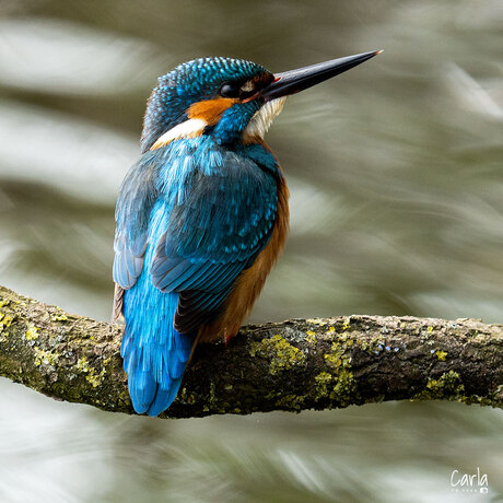 ijsvogel man