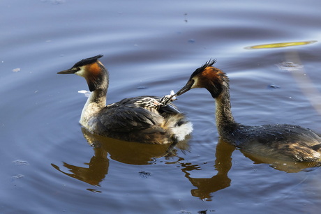Jong grut -6-en slot