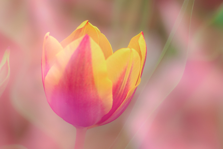 tulp 