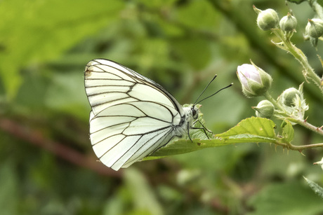 Groot Geaderd Witje