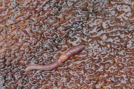 ‘’Geheime dienst’’