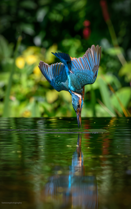 Ijsvogel duik