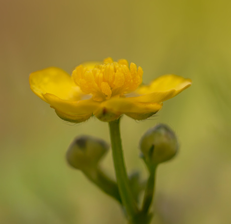 boterbloem met kleintjes