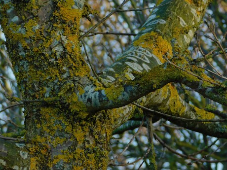 Een kleurrijker boomschors
