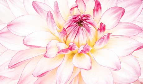 Dahlia beauty
