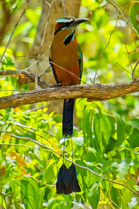 Vreemde vogels genoeg