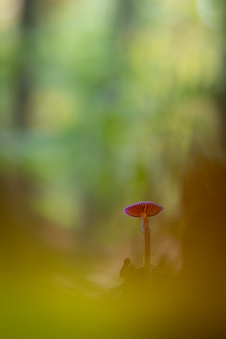 Zie mij…… daar ga je toch voor op de knieën!