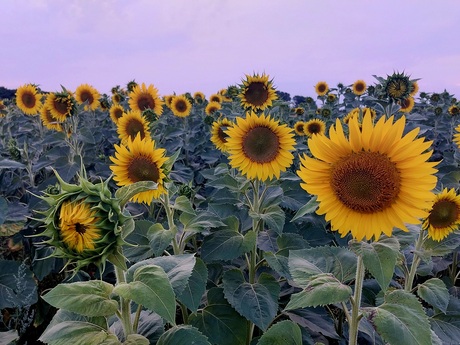 Zonnebloemen 