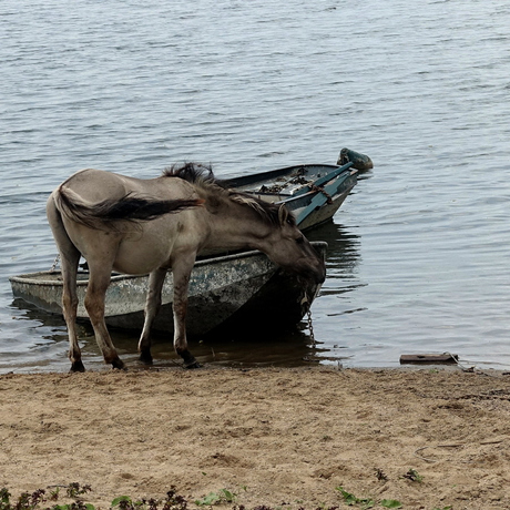 horse