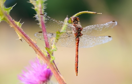 Libelle met dauwdruppels.