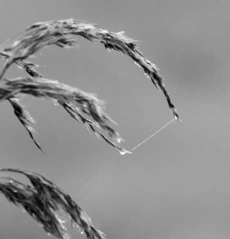 verbondenheid in Z/W