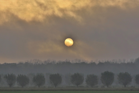 Bomen op een rijtje