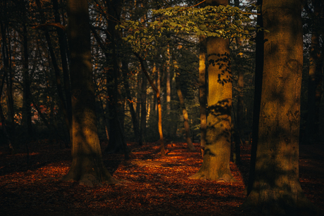 Een doorkijkje door het bos. 