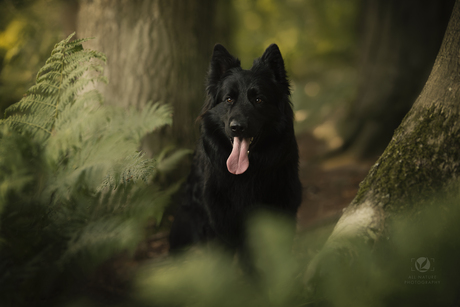 Xibo in the forest