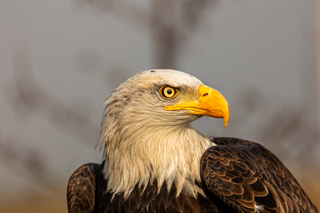 Amerikaanse zeearend