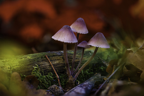 Grote bloedsteelmycena