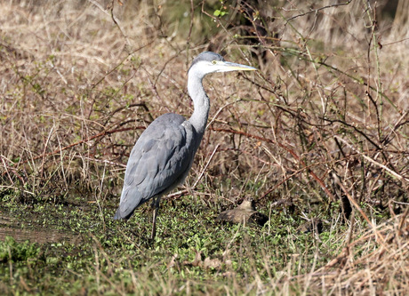 blauwe reiger