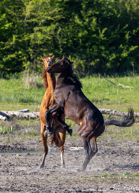 vechtende paarden