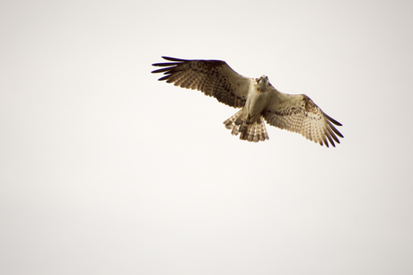 Visarend Boven Stora Gla