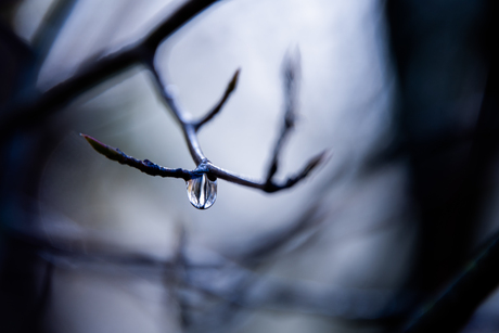 droplet in the morning
