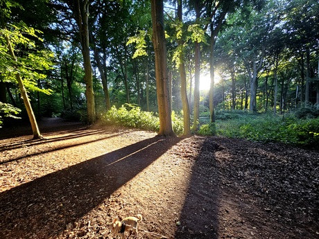 Zonsondergang in het bos