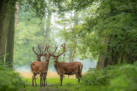 Edelherten in het bos