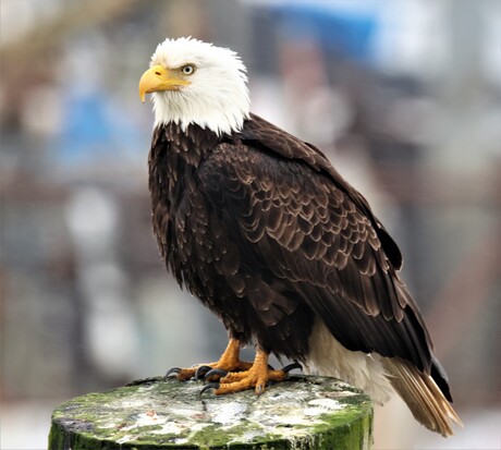 Bald Eagle rust in de haven van Neah Bay