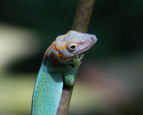 kleurrijke marmeranolis