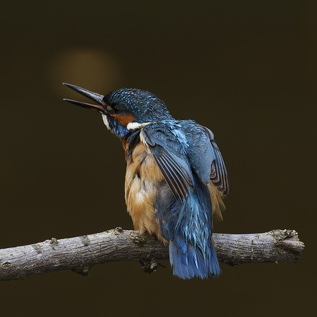 IJsvogel