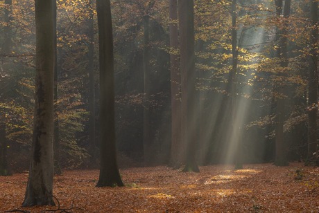 Mooie ochtend in het bos