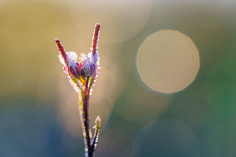 bloem in ochtendzon