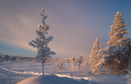 Zonsondergang in Lapland
