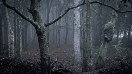 The Dark Forest