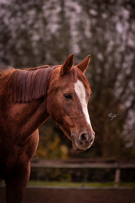 Herfstige Paardenfoto