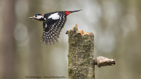 Vertrek Grote Bonte Specht