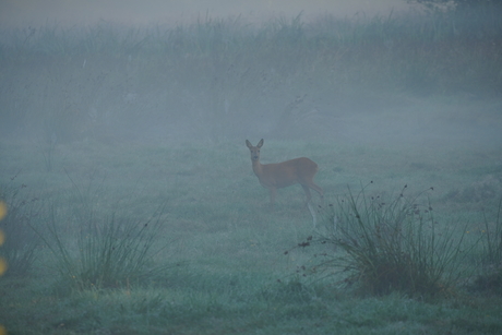 Ree in de ochtend mist