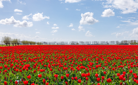 Hollandse luchten...