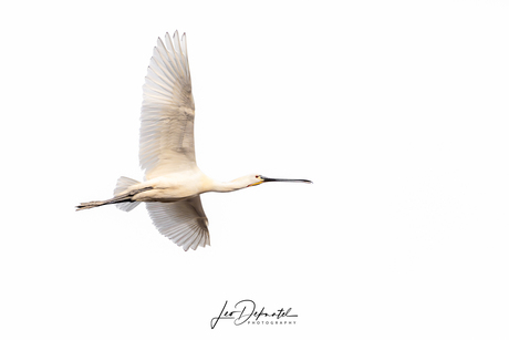 Vleugels van Elegantie