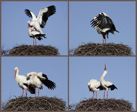Dansen op het nest, deel 2