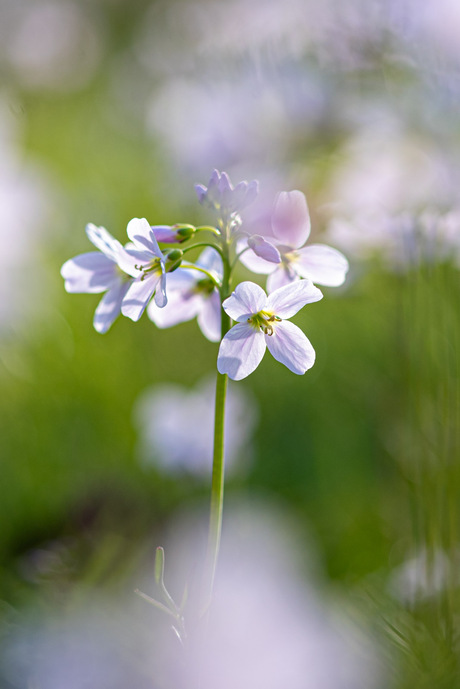 pinksterbloem met pasen