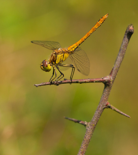 Steenrode heidelibel.
