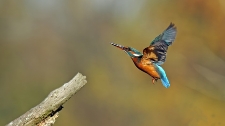 Ijsvogel in de vlucht