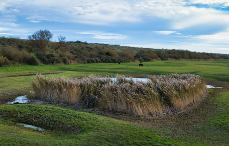 Pony's en riet, Scharendijke, Zeeland