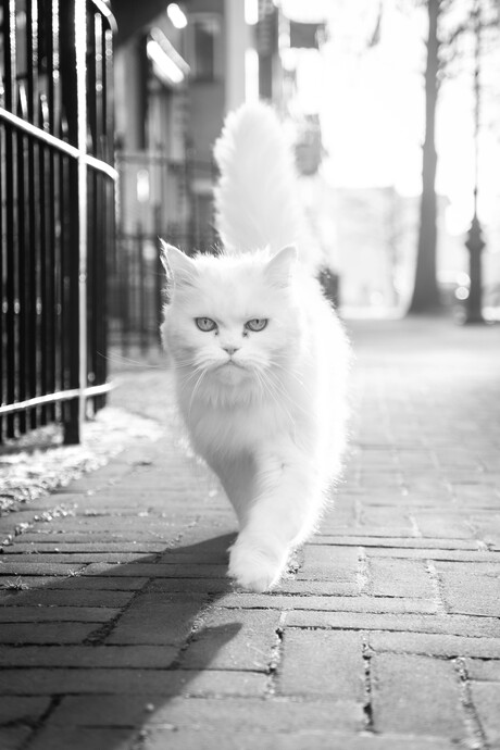 Kitty on the runway!🐈👀