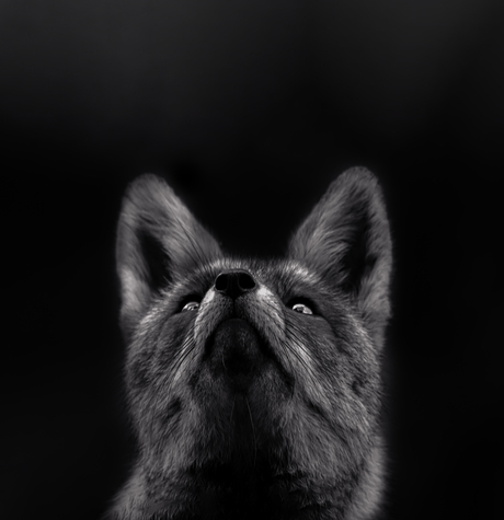 Zwart-wit portret van vos