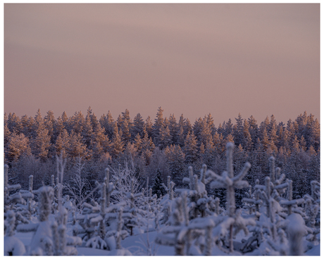 Bomen in Finland