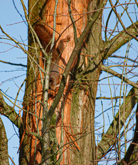 eekhoorn in actie