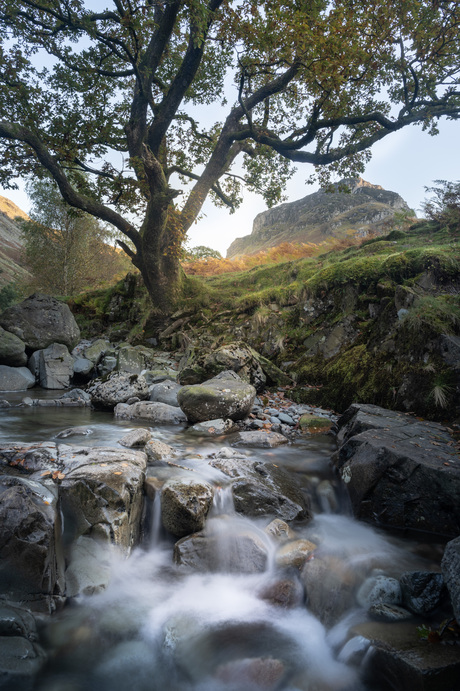 Trees of Lake District!