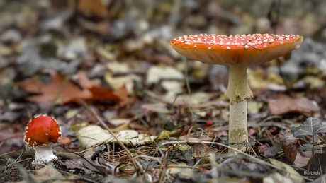 In het bos